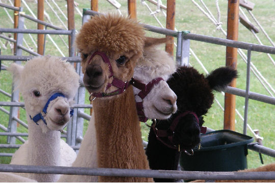 Alpacas